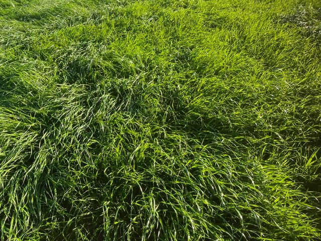 Harvey Ryegrass